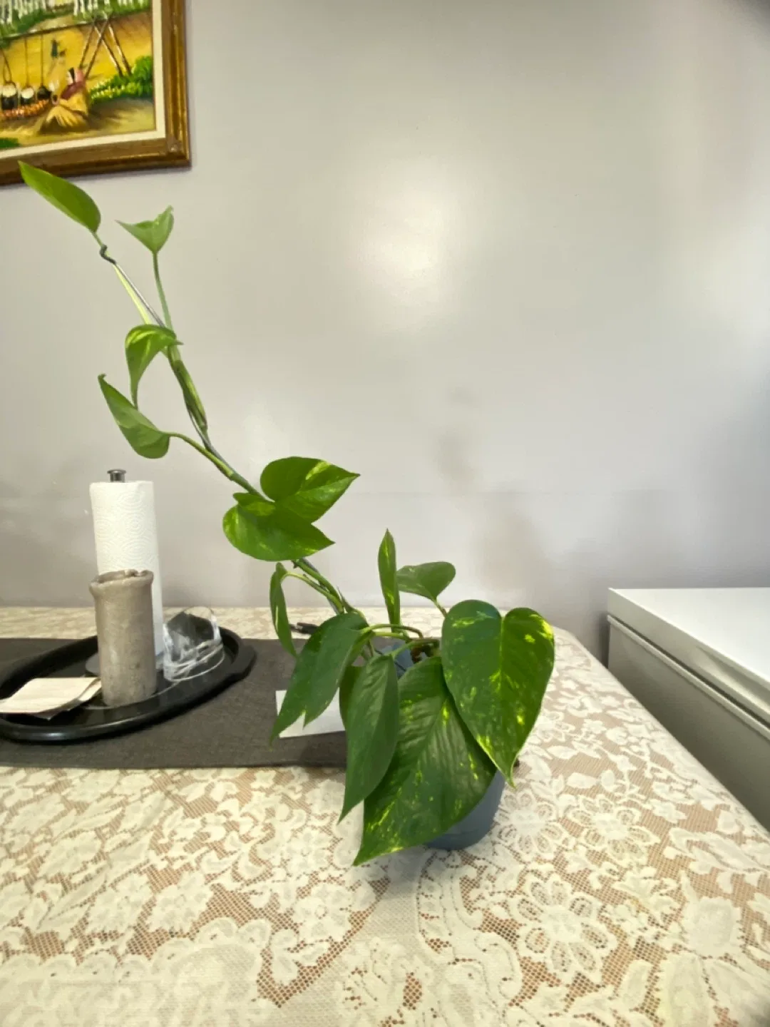 Potted Golden Pothos Plant(Indian money plant)