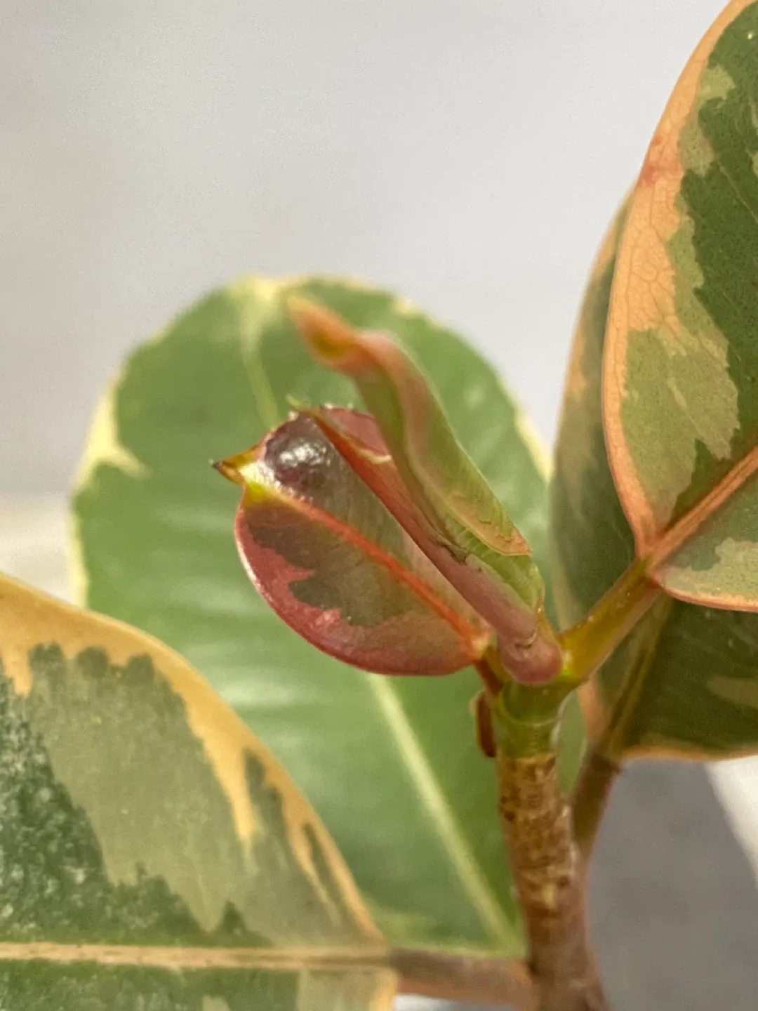 Rubber plant image indicator(2)