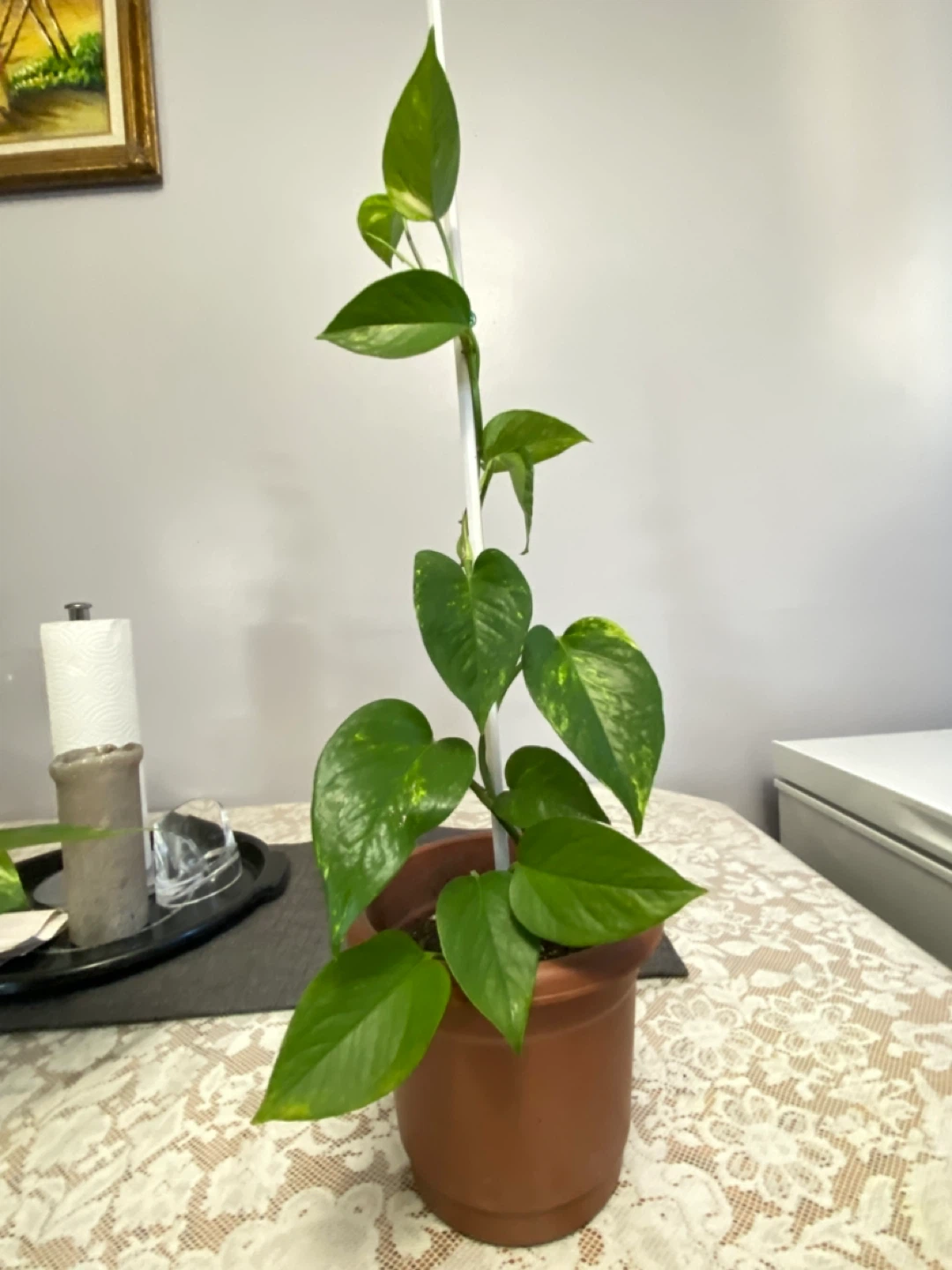 Potted Golden Pothos Plant (Indian money plant)