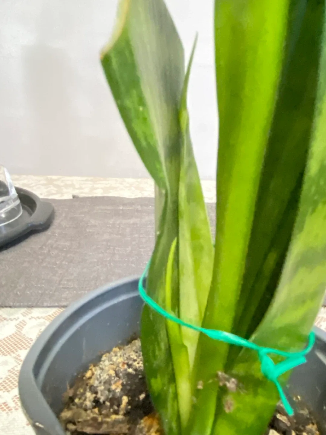 Premium indoor Snake Plant image indicator(3)