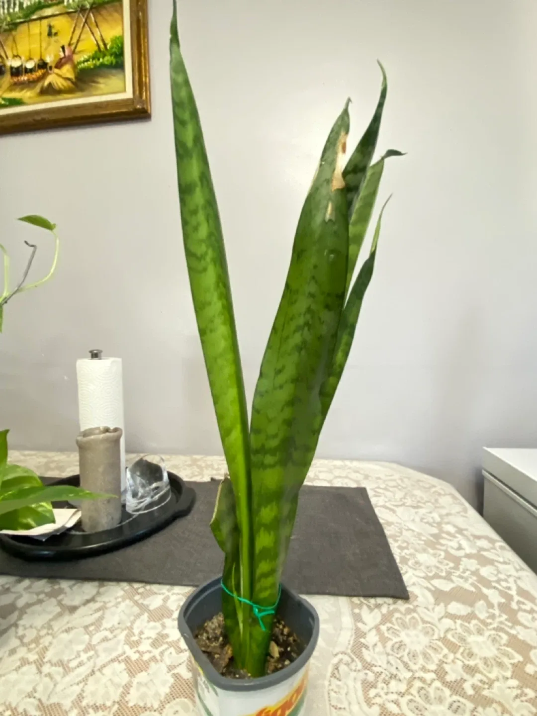 Premium indoor Snake Plant image indicator(2)