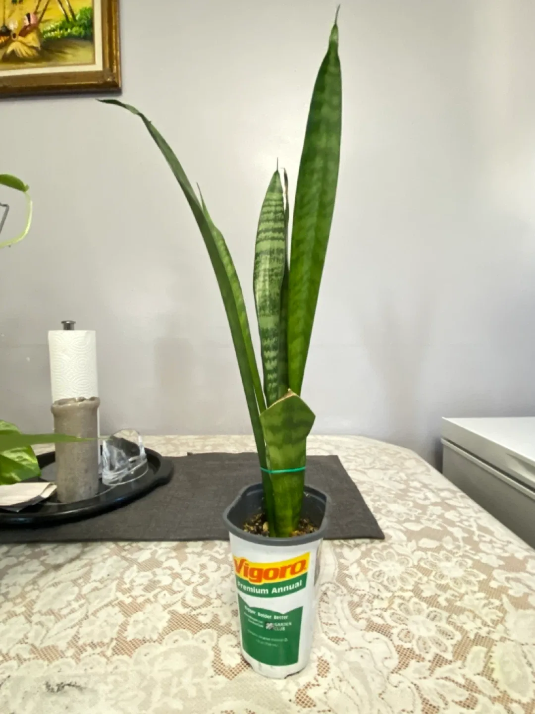 Premium indoor Snake Plant