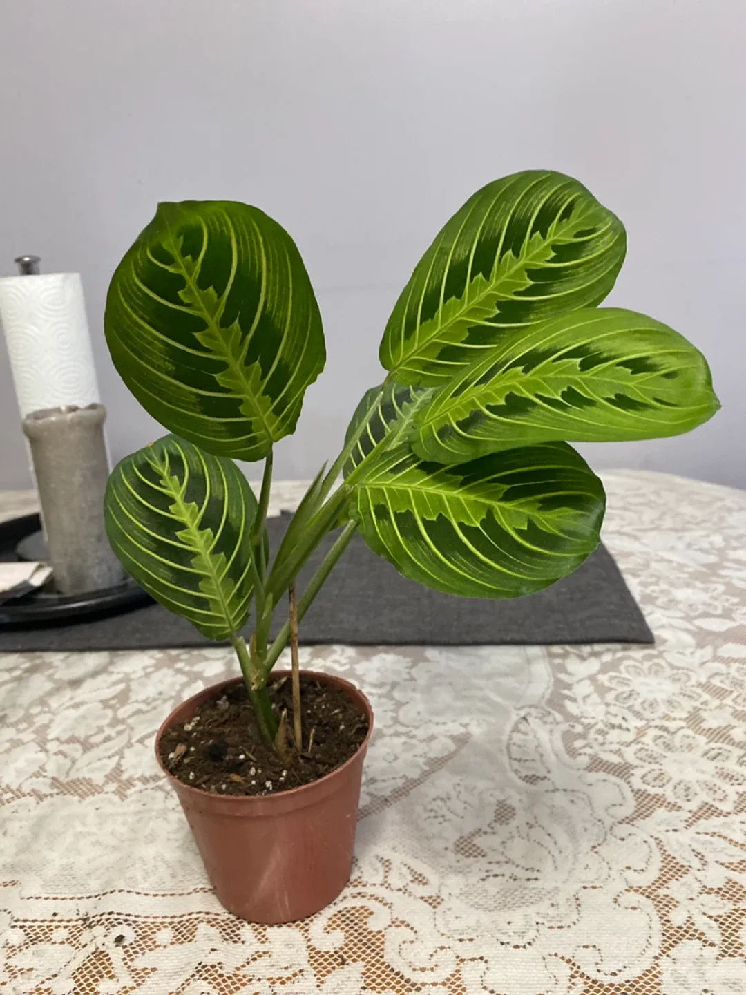 Maranta Lemon Lime Prayer Plant