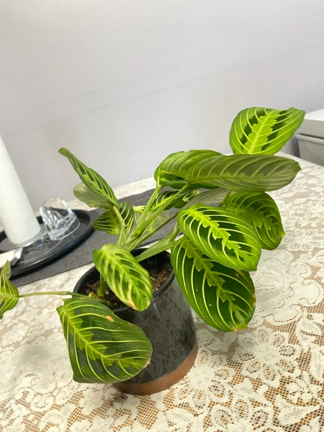 Maranta Lemon Lime Prayer Plant