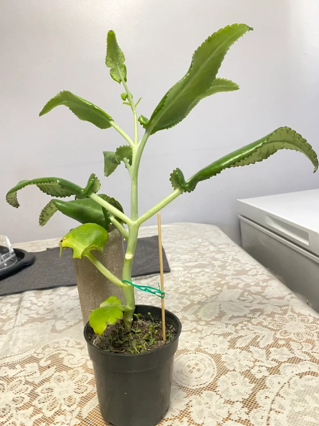 Potted Mother of Thousands Plant