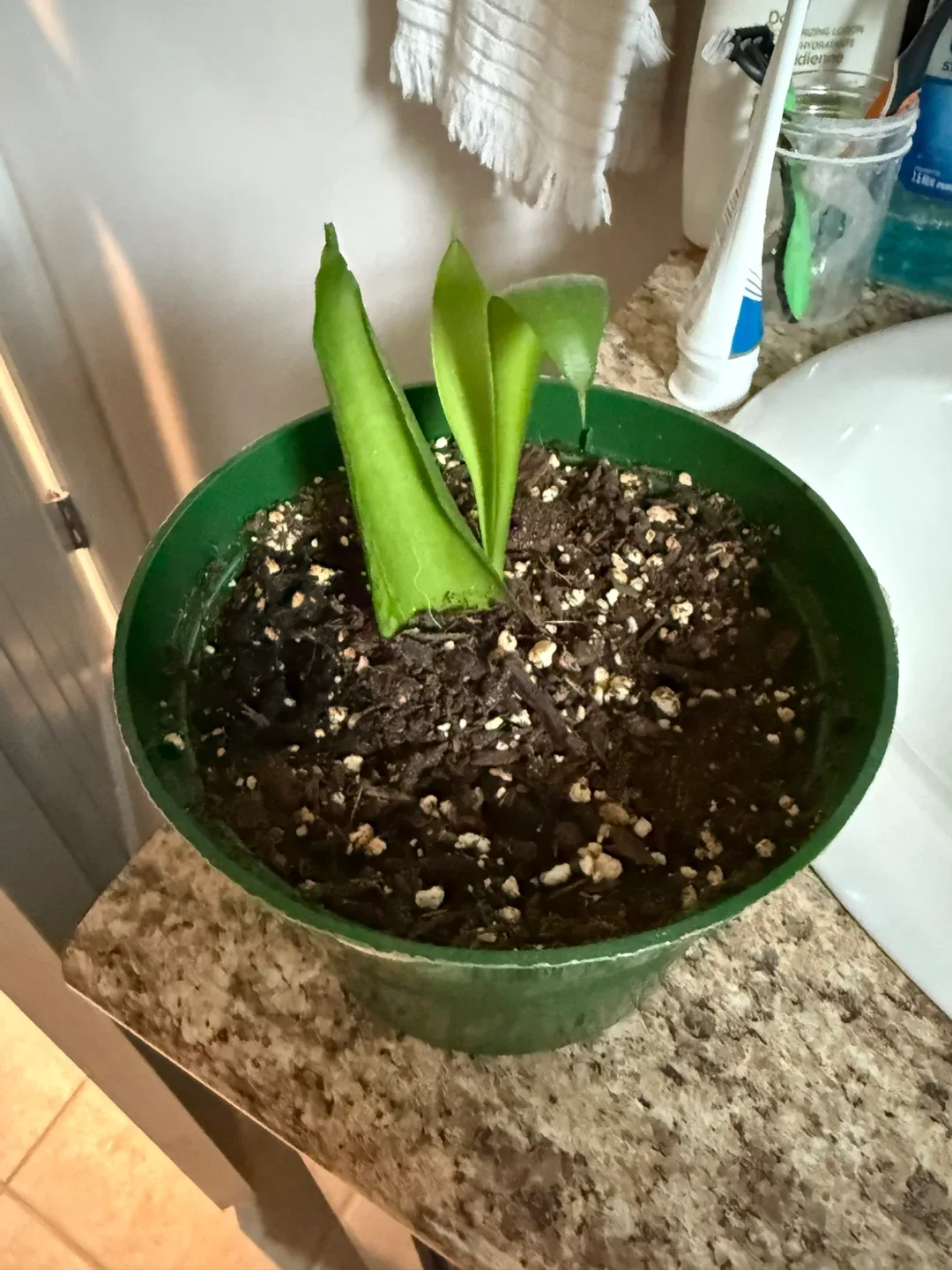 Potted Snake Plant