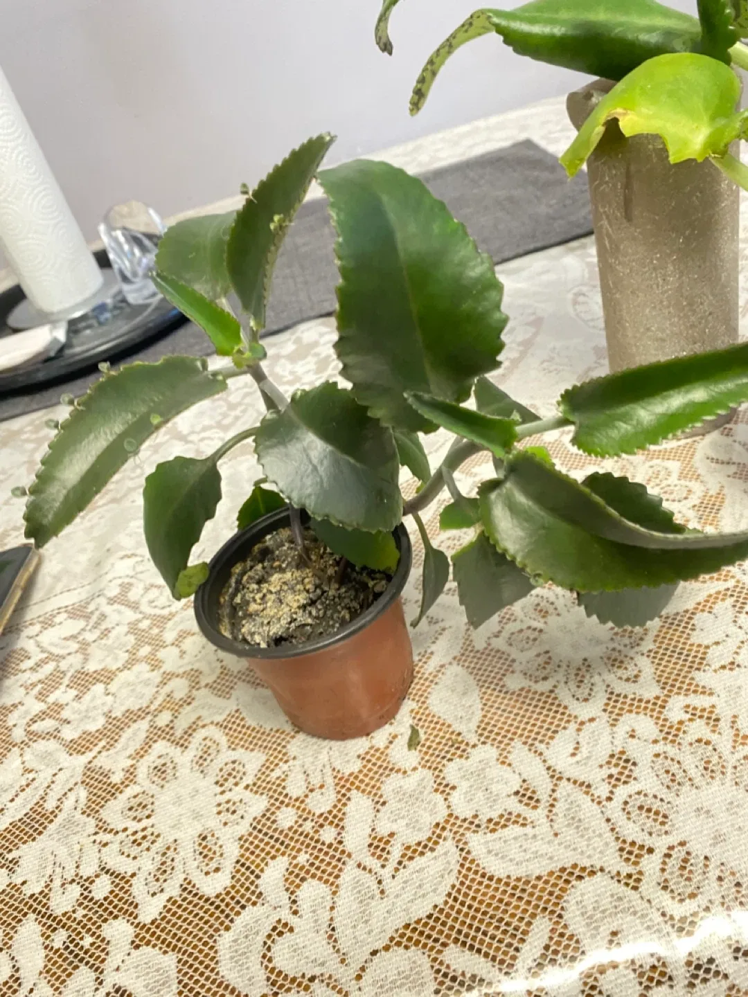 Mother of Thousands Plant