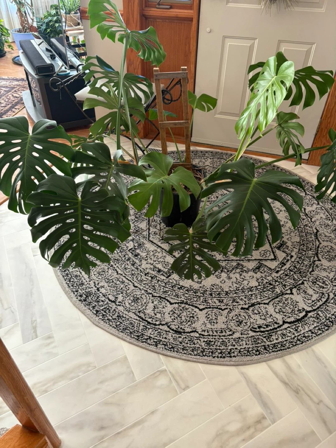 Monstera Plant - photo 3