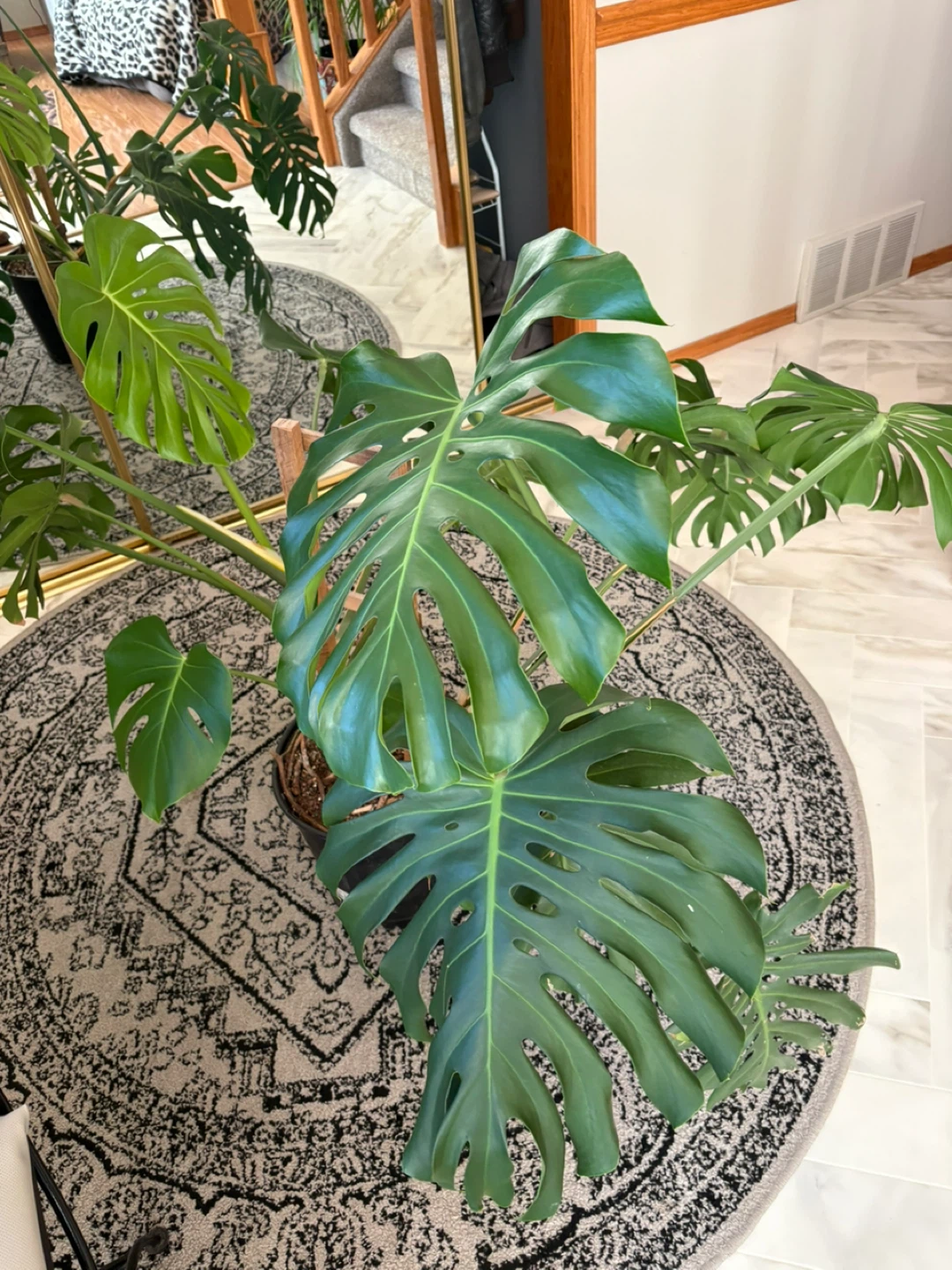 Monstera Plant