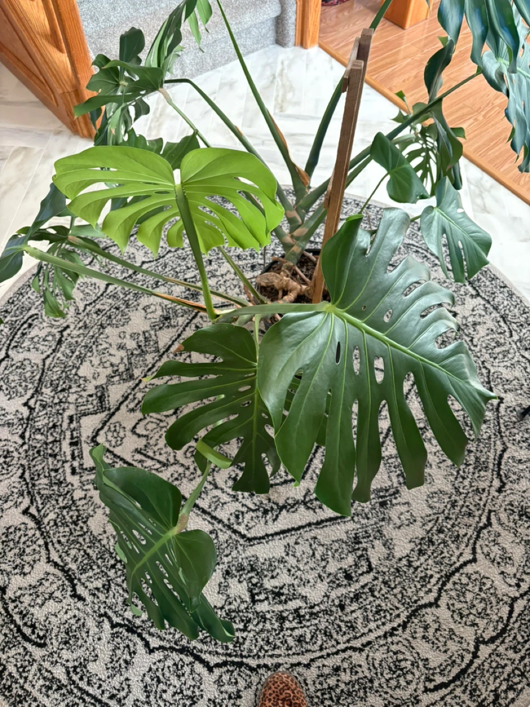 Monstera Plant - photo 2