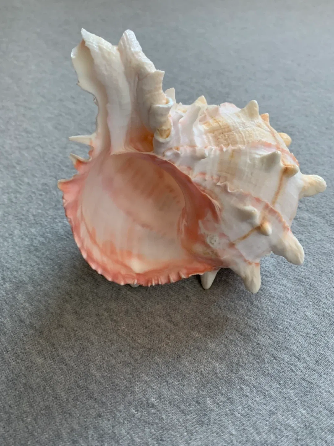 Seashell image indicator(2)