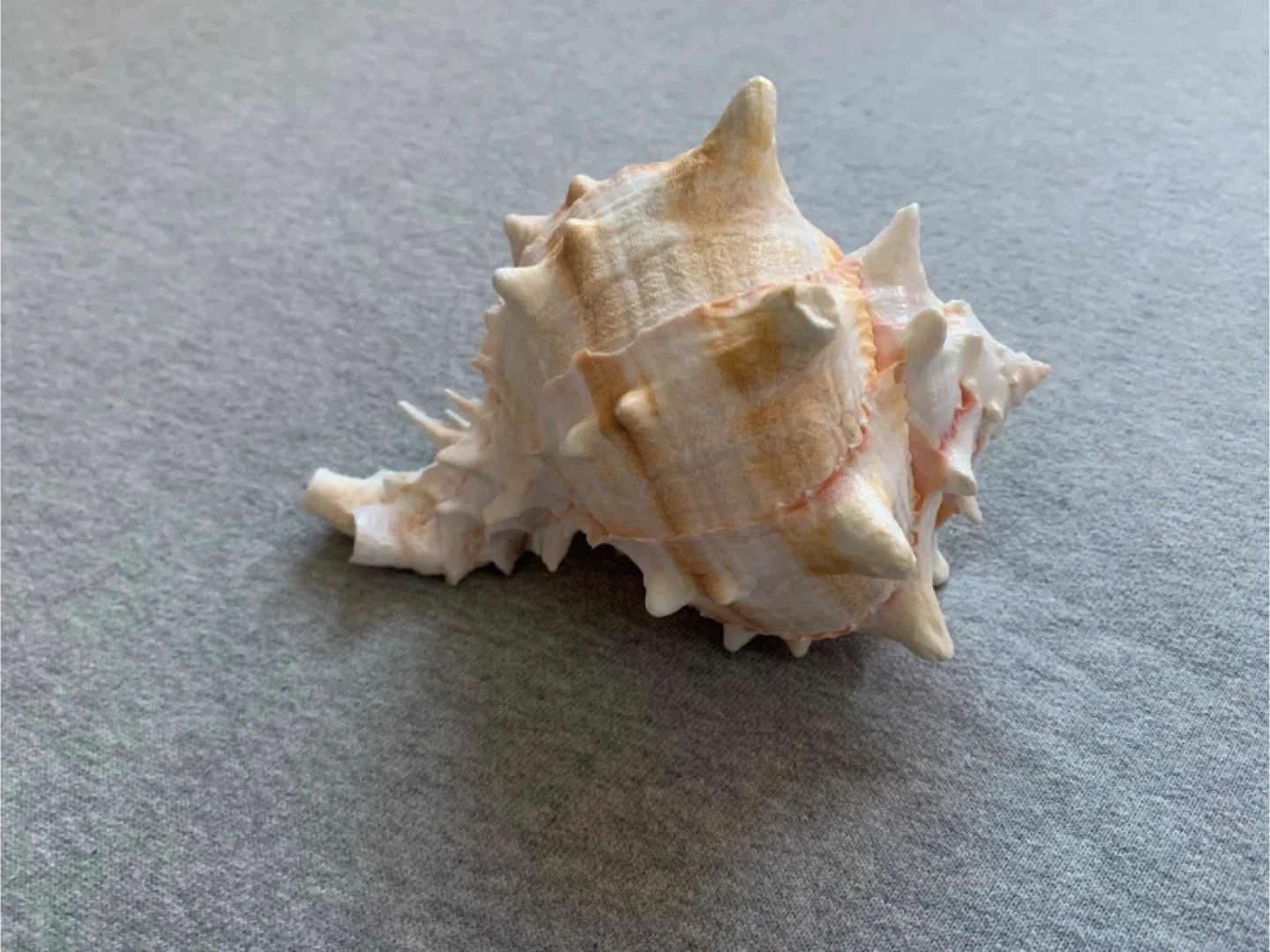 Seashell image indicator(3)