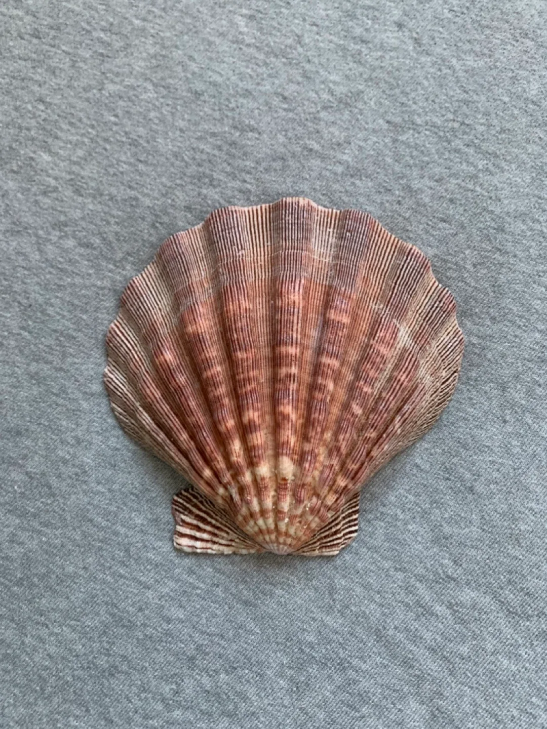 Seashell image indicator(2)