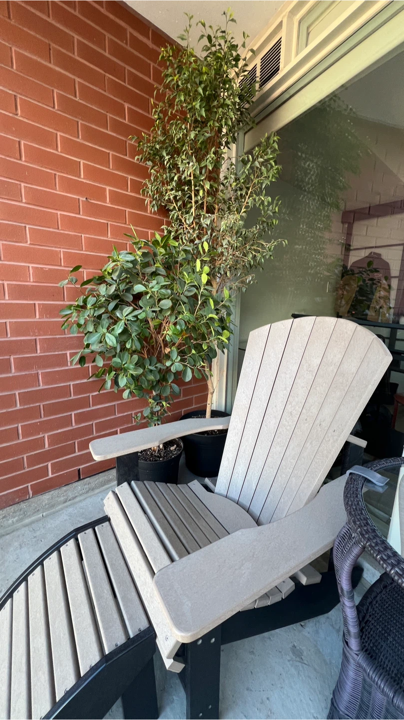 Two Ficus trees + plant lights