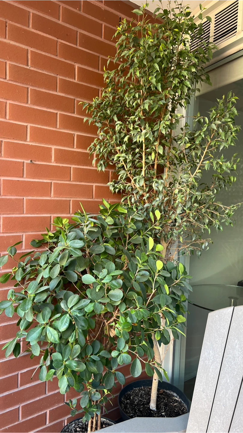 Two Ficus trees + plant lights - photo 2