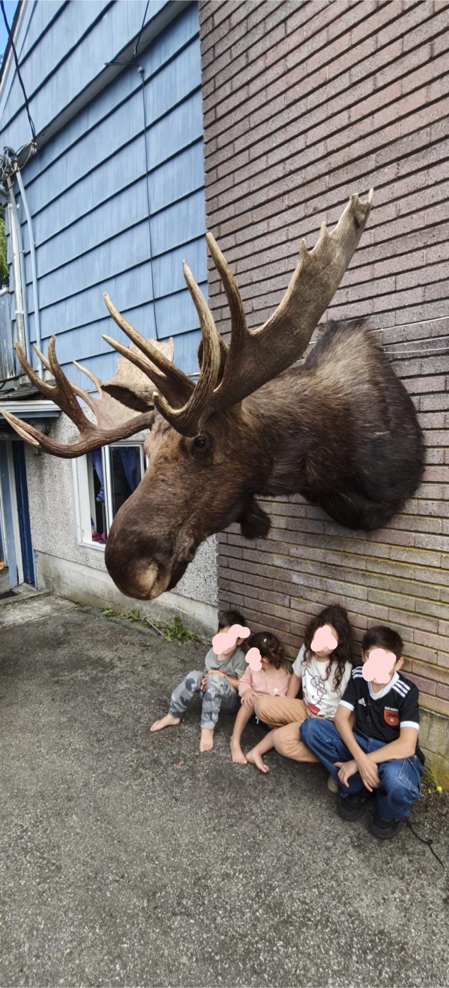Moose bull