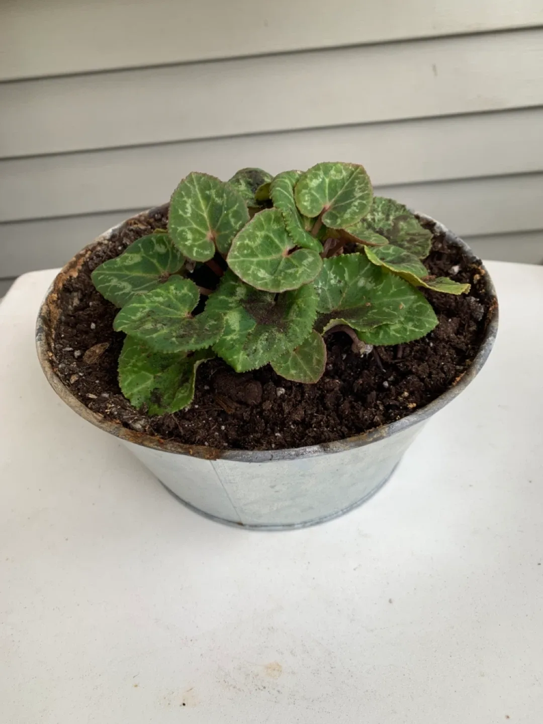 Potted Cyclamen Plant , moving sales image indicator(3)