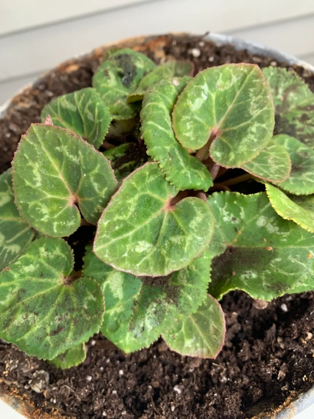 Potted Cyclamen Plant , moving sales image indicator(2)