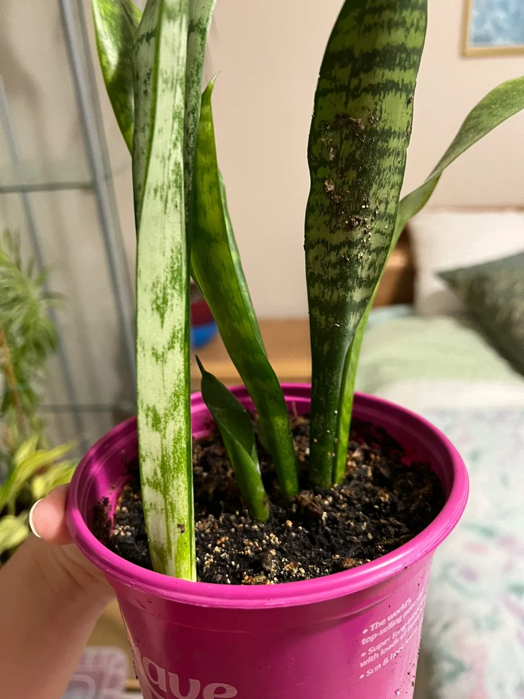Snake Plant in a 5 inch Pot image indicator(2)