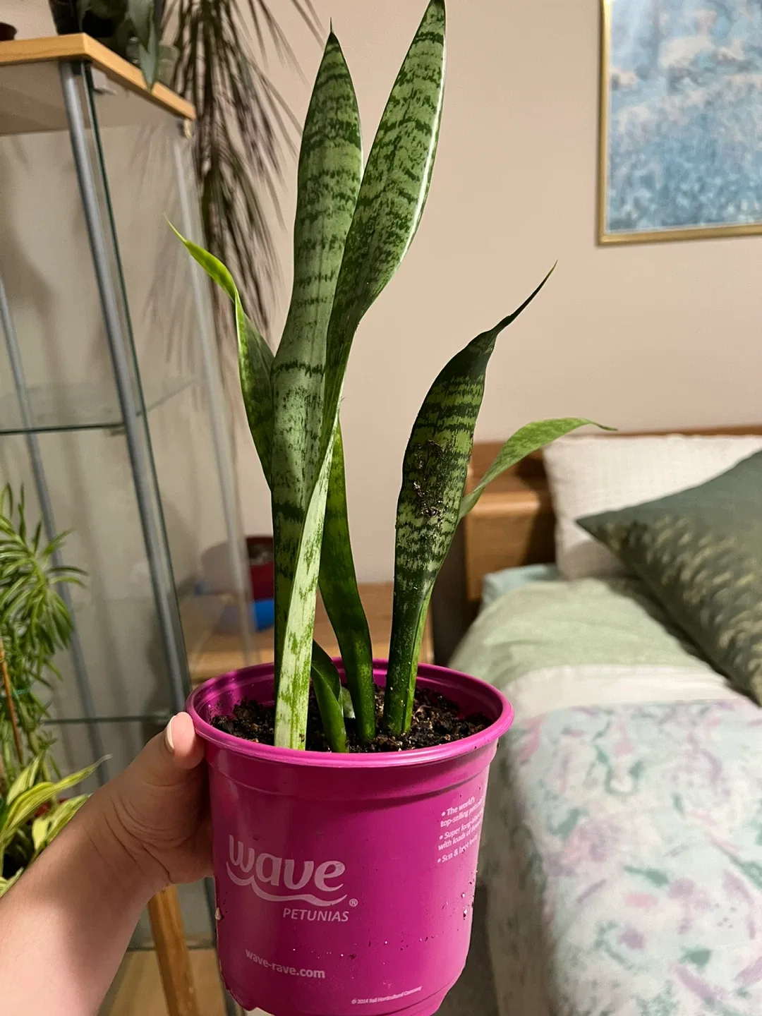 Snake Plant in a 5 inch Pot image indicator(3)