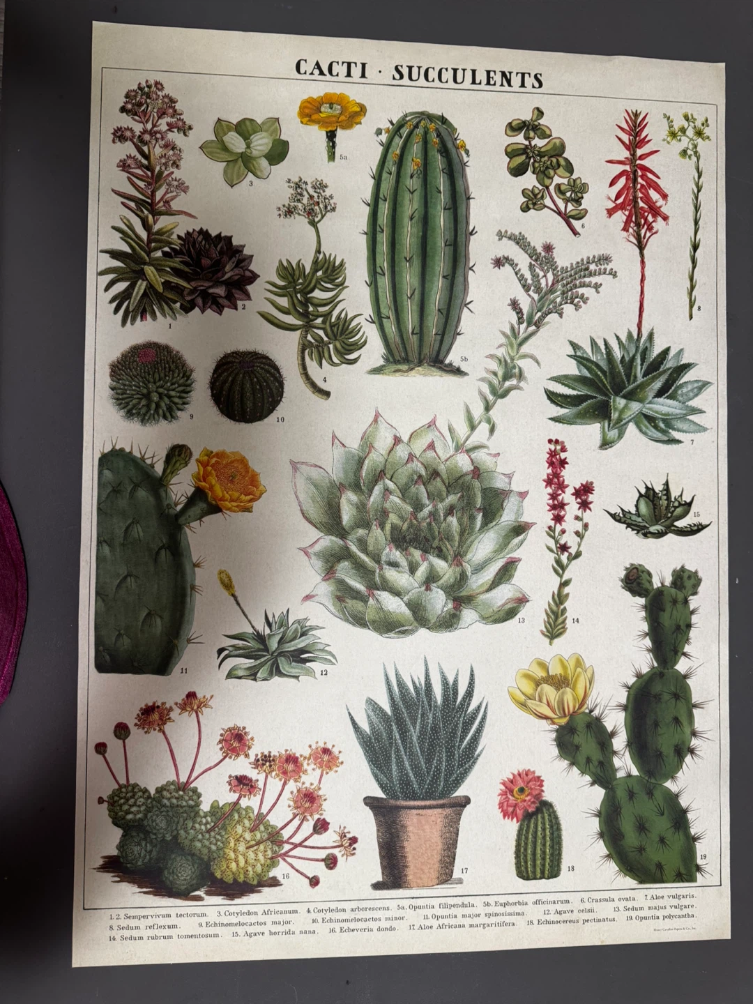Botanical Print - Dandelion & Cacti