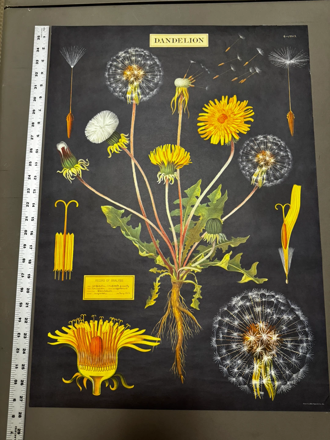 Botanical Print - Dandelion & Cacti - photo 2