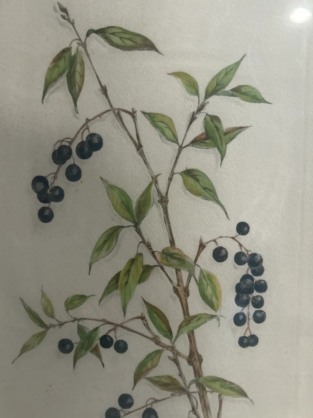 Botanical Lithographs Prints 1/1 set of 2 image indicator(5)