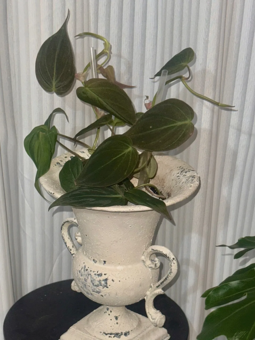 Philodendron Micans with Decorative Urn Planter image indicator(6)