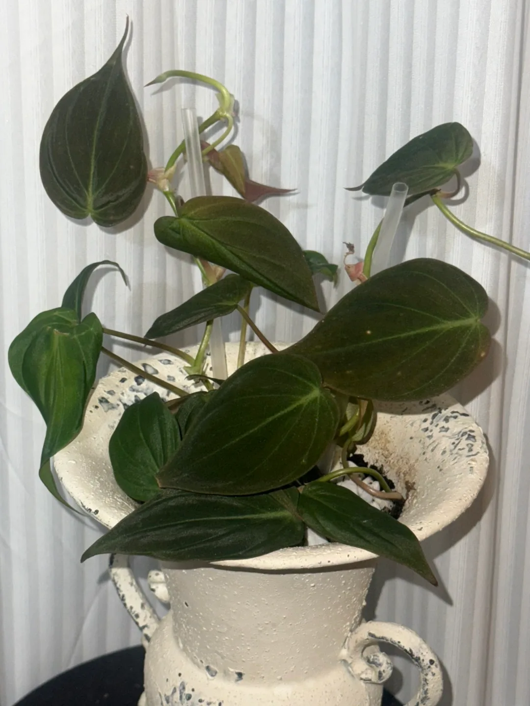 Philodendron Micans with Decorative Urn Planter image indicator(3)