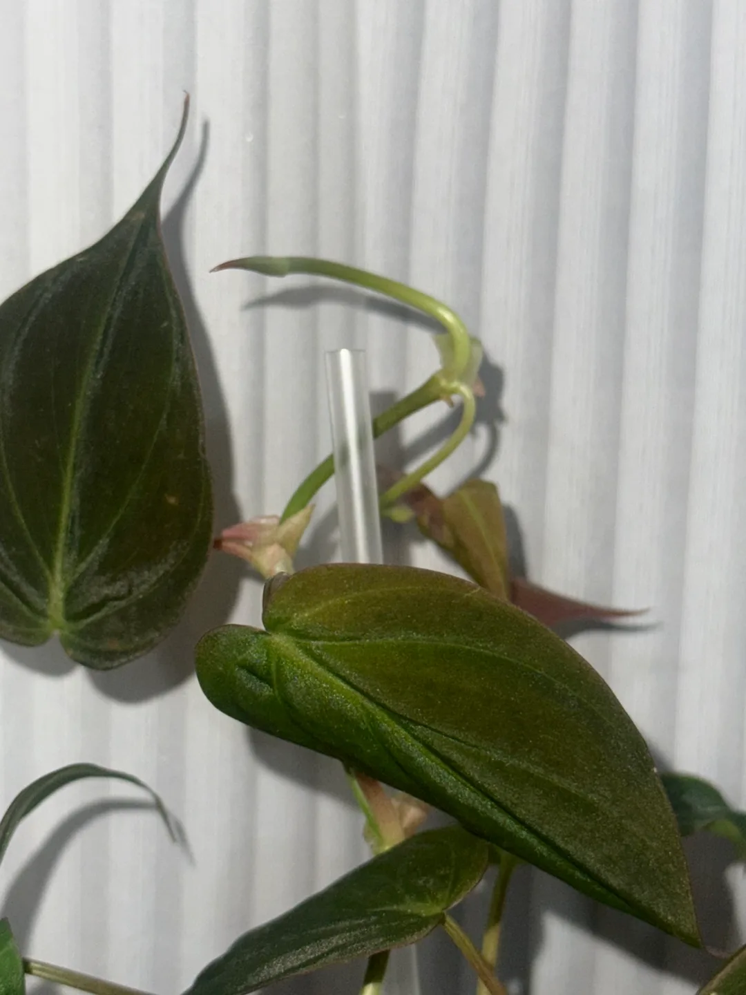 Philodendron Micans with Decorative Urn Planter image indicator(4)