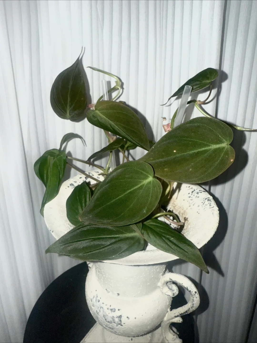 Philodendron Micans with Decorative Urn Planter image indicator(5)