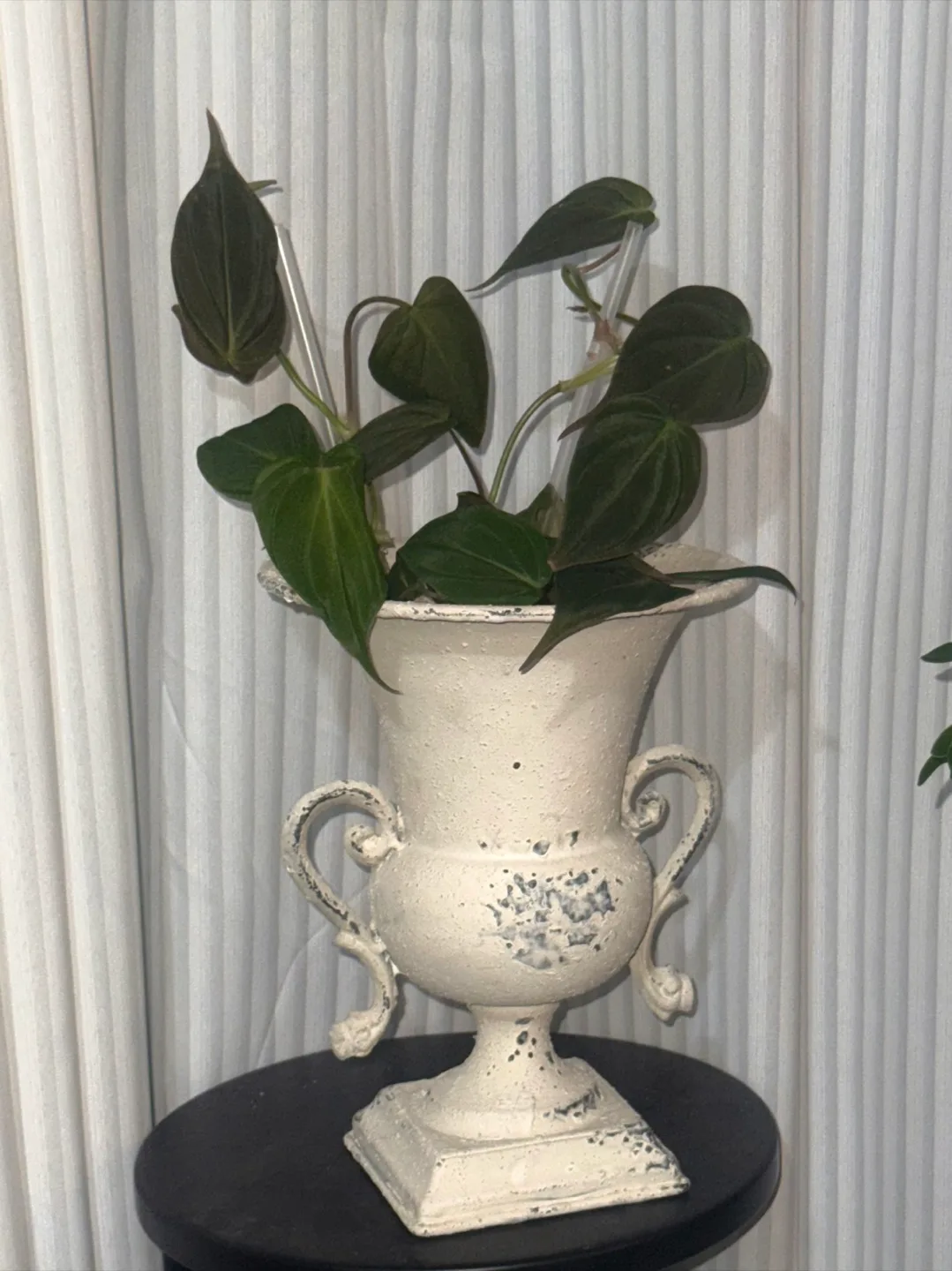 Philodendron Micans with Decorative Urn Planter image indicator(7)