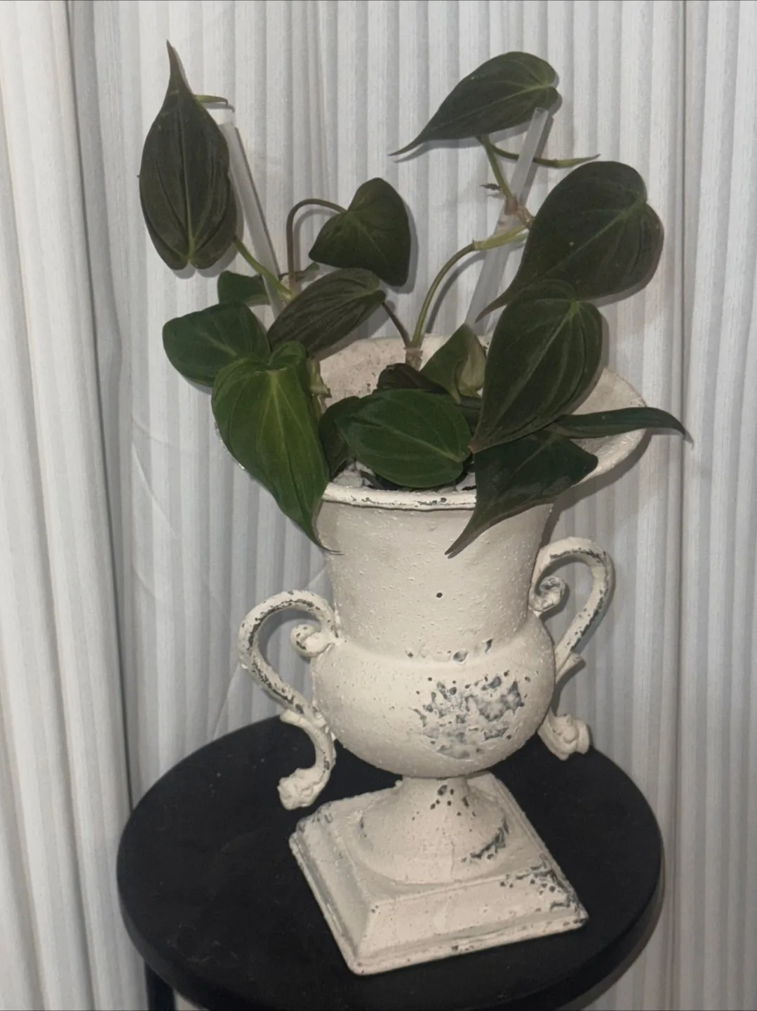 Philodendron Micans with Decorative Urn Planter image indicator(2)