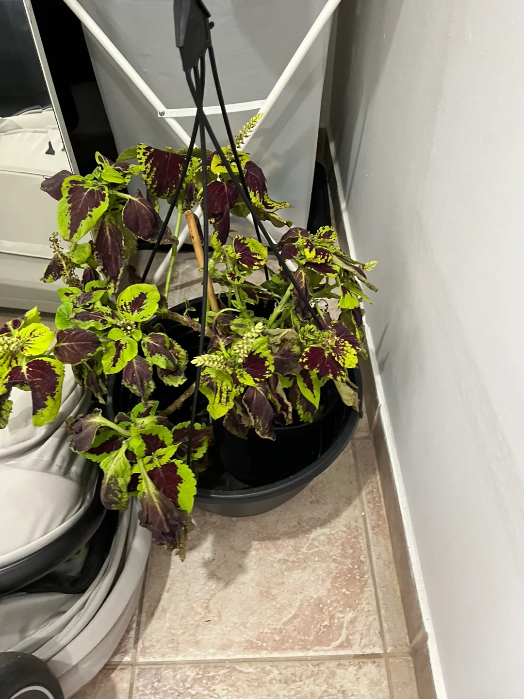 Potted Plants - Free