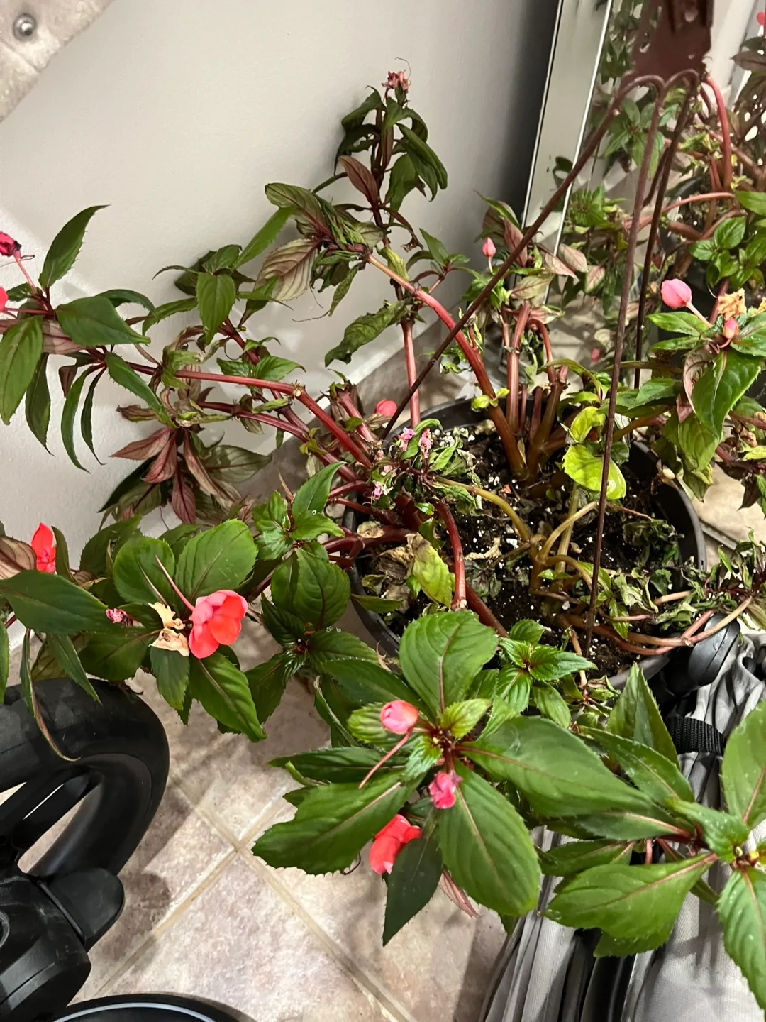 Potted Plants - Free image indicator(2)