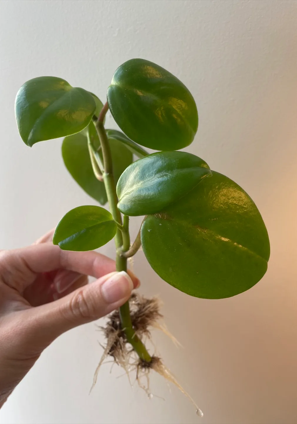 Well rooted Pepperomia Scandens Plant Cutting image indicator(2)