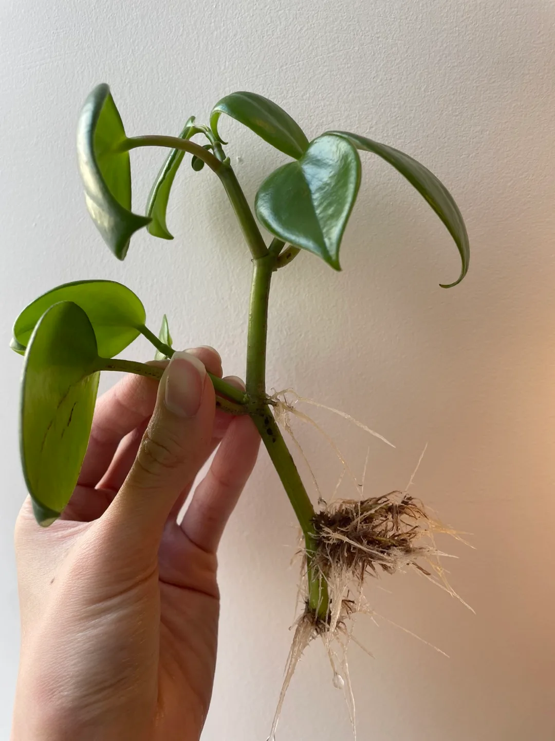 Well rooted Pepperomia Scandens Plant Cutting thumbnail