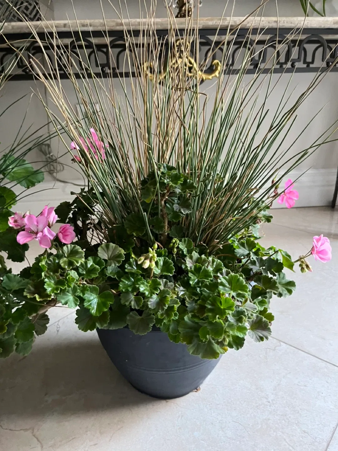 2 Potted Geranium Plants image indicator(3)