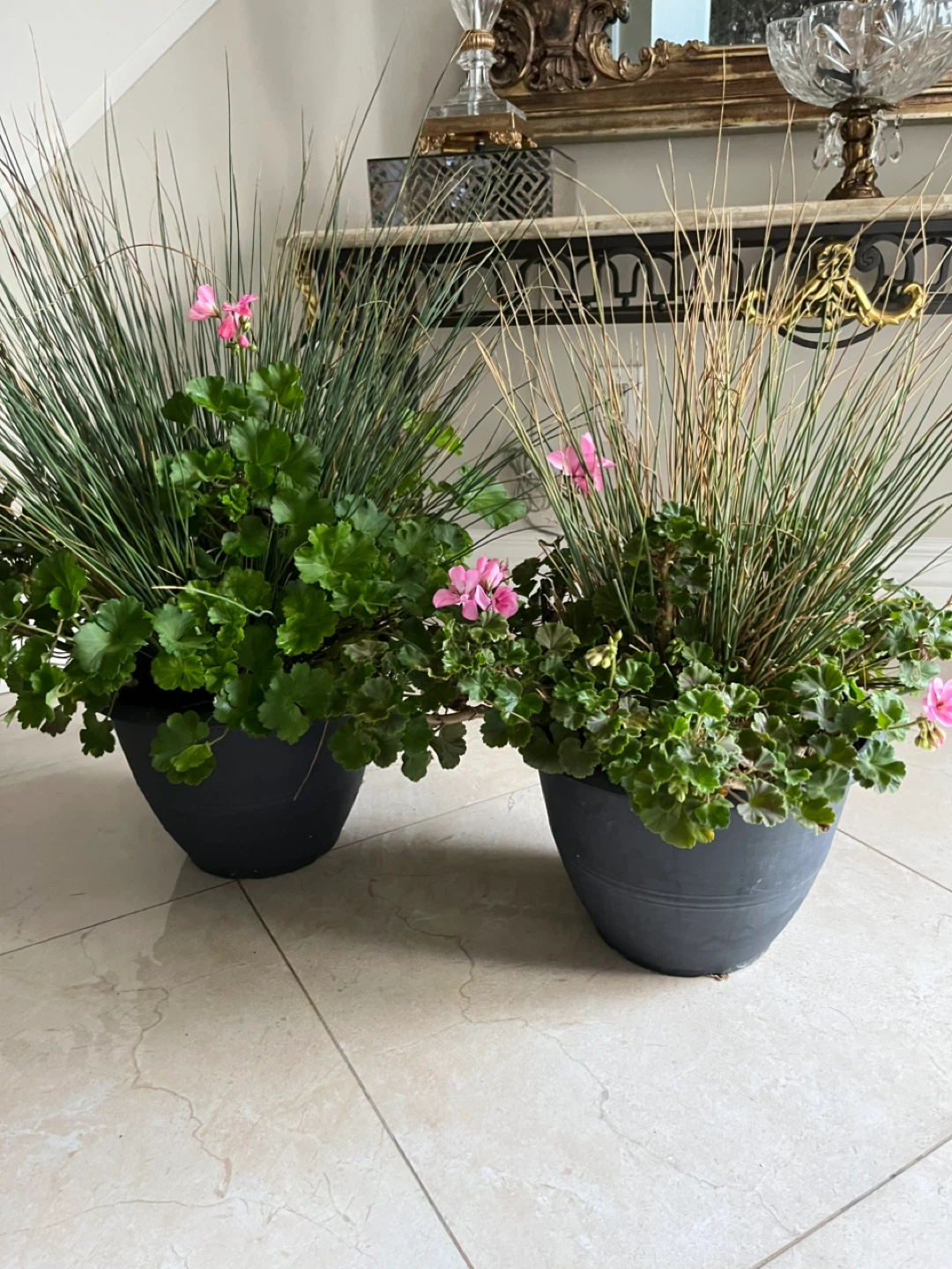 2 Potted Geranium Plants