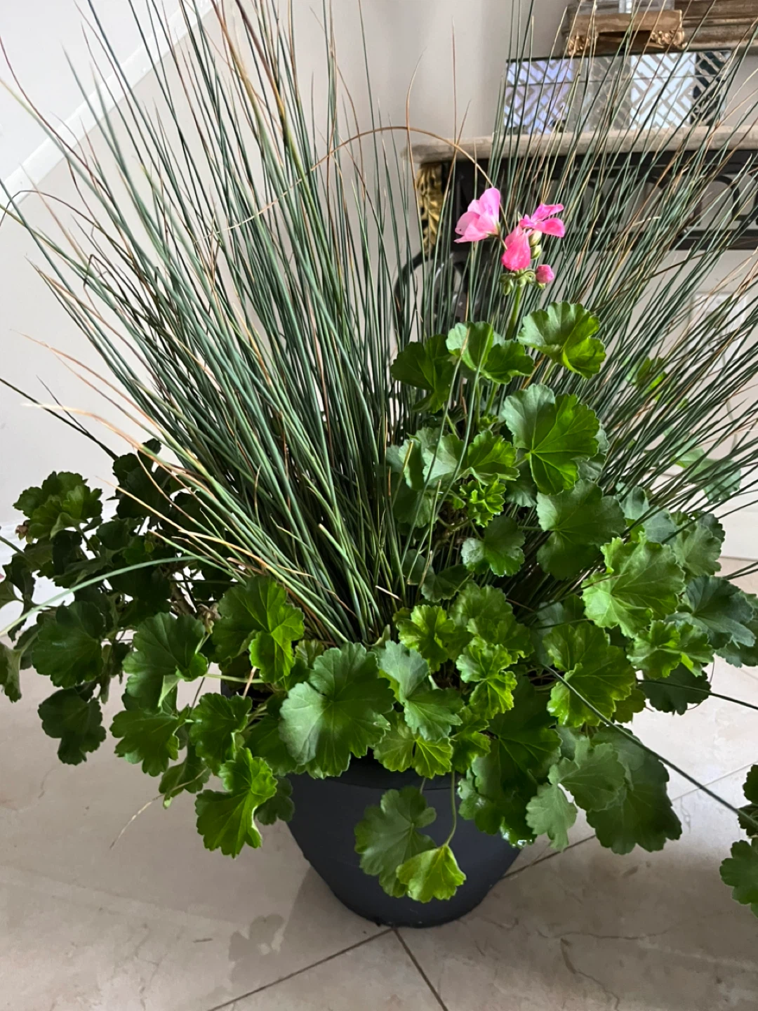 2 Potted Geranium Plants - photo 2