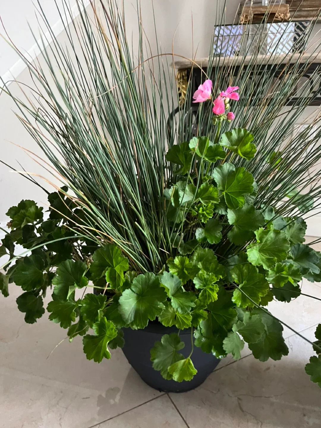 2 Potted Geranium Plants image indicator(2)
