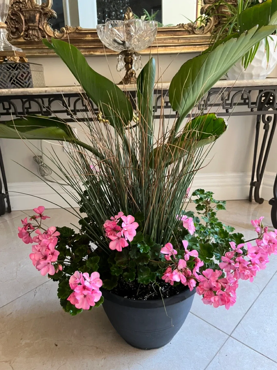 Potted White Bird of Paradise and pink Geraniums image indicator(2)