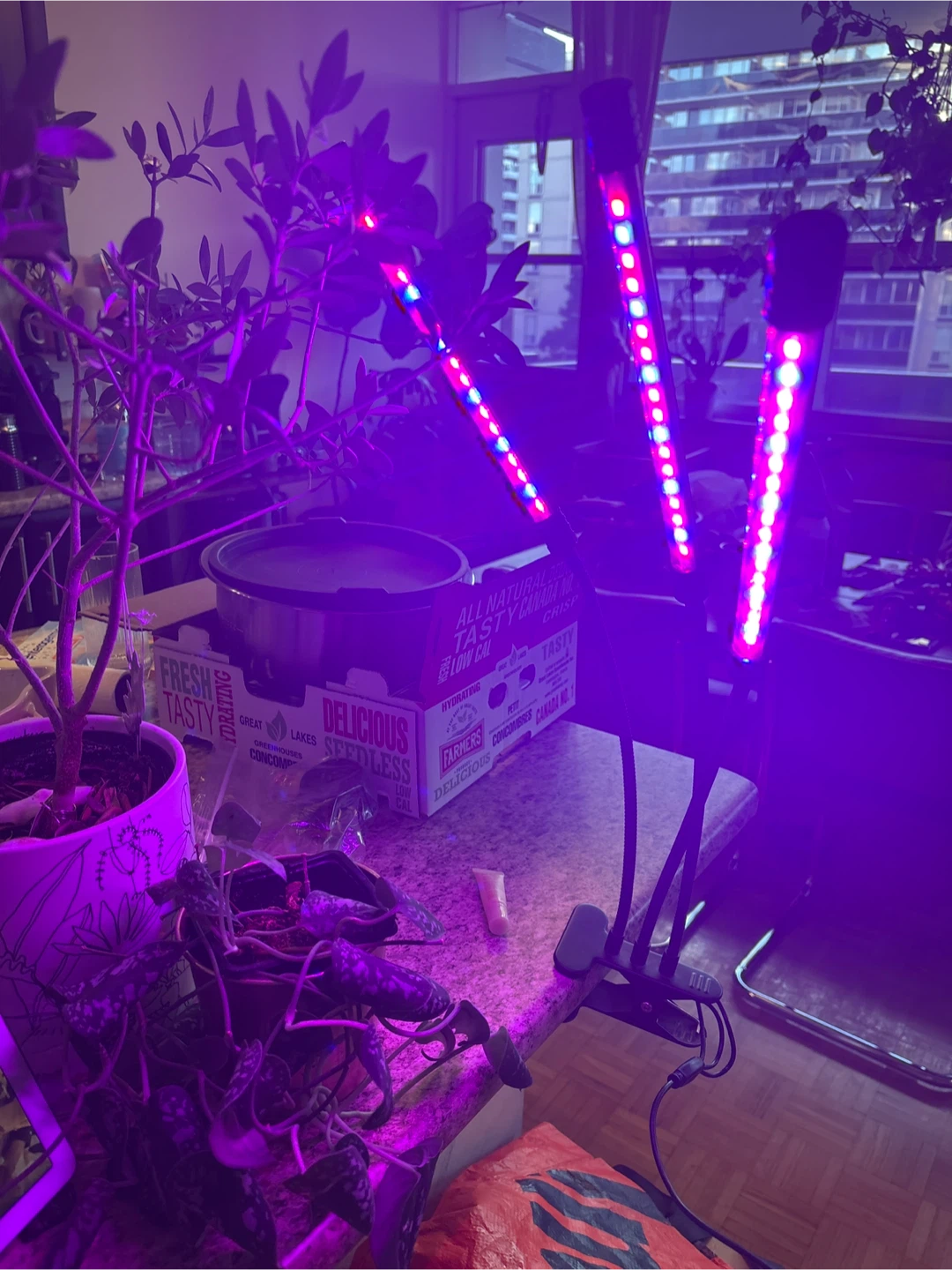 LED Grow Light with Clip
