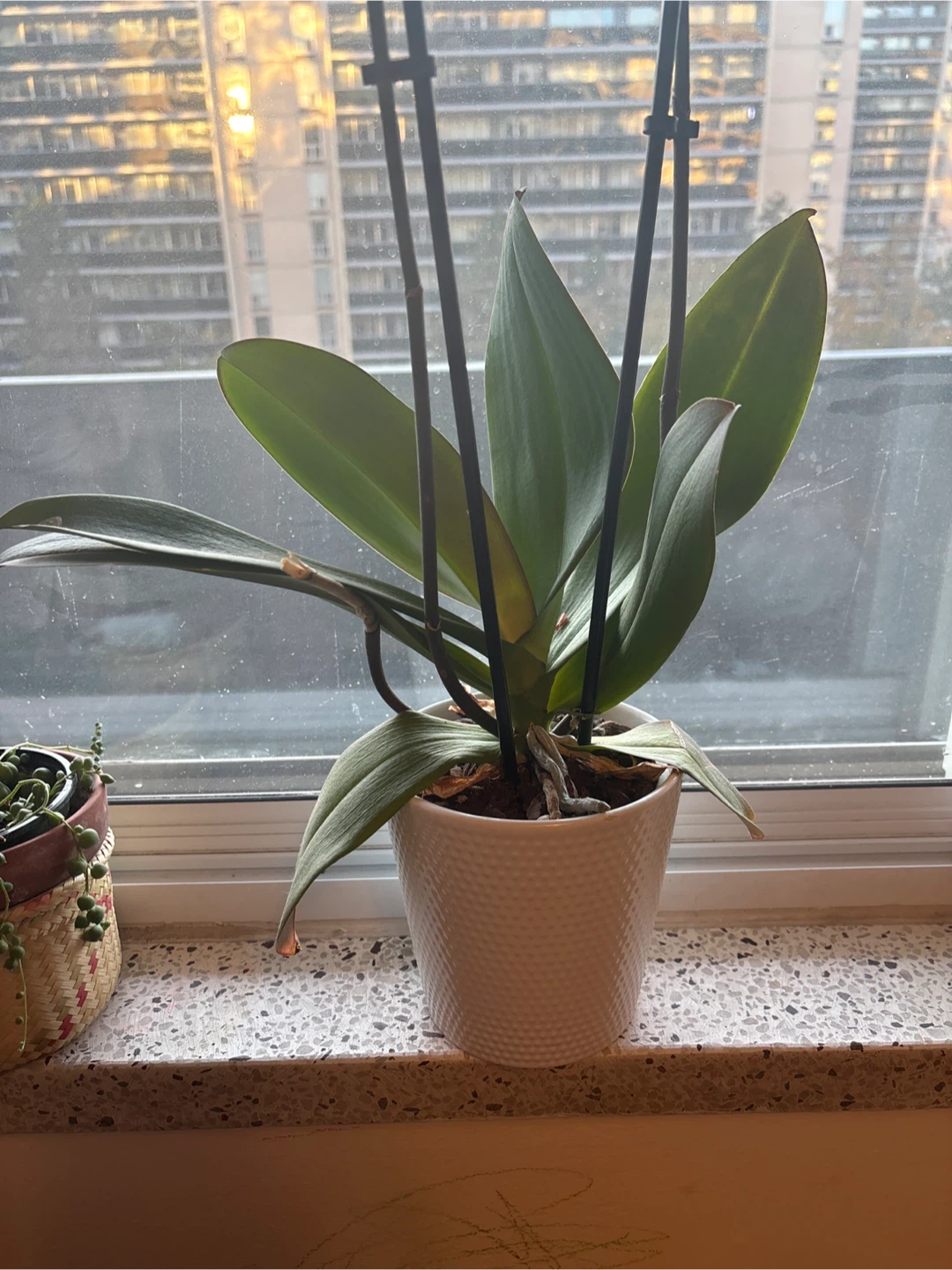 Potted Orchid