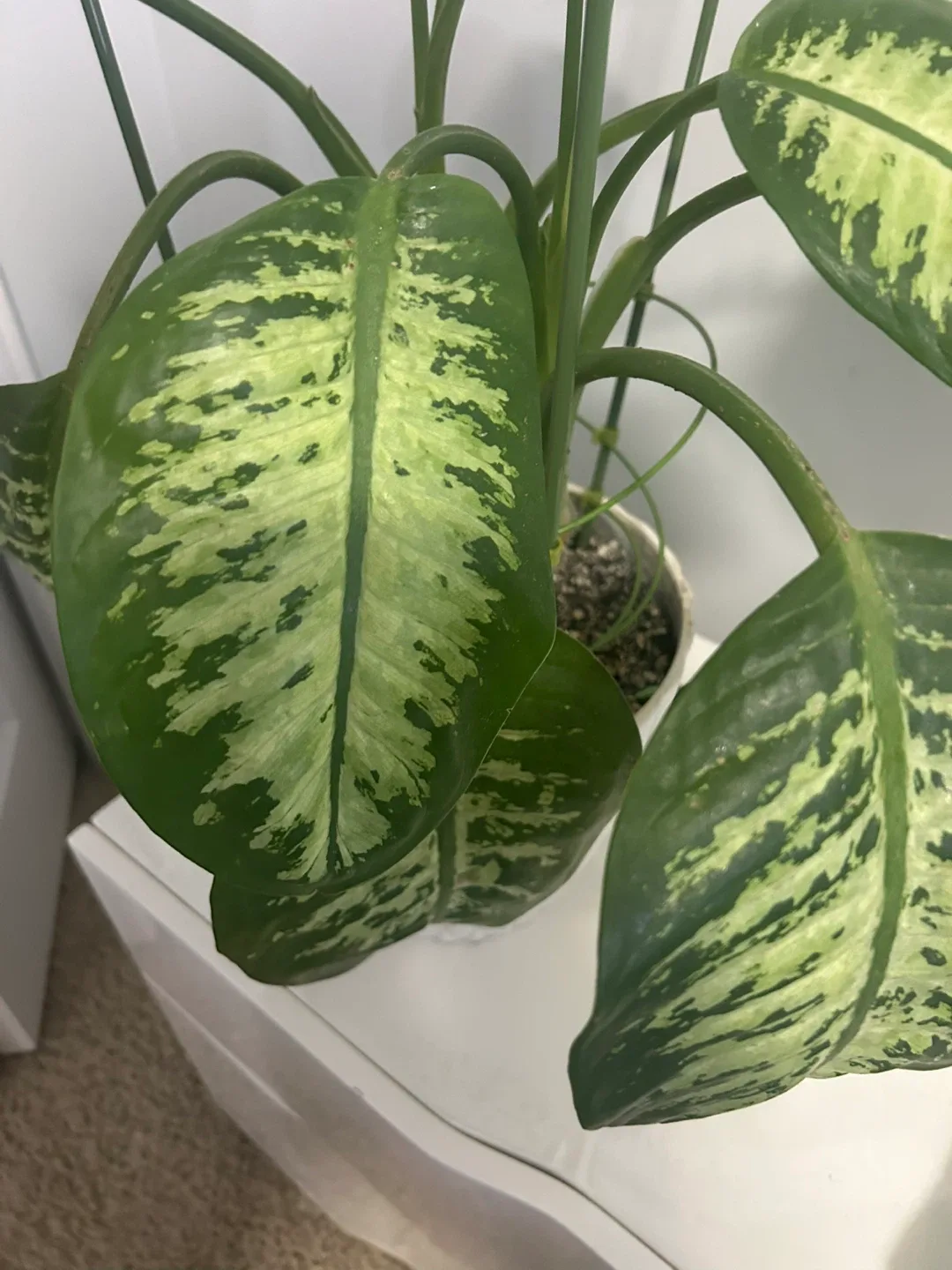 Dieffenbachia Plant in White Pot image indicator(2)