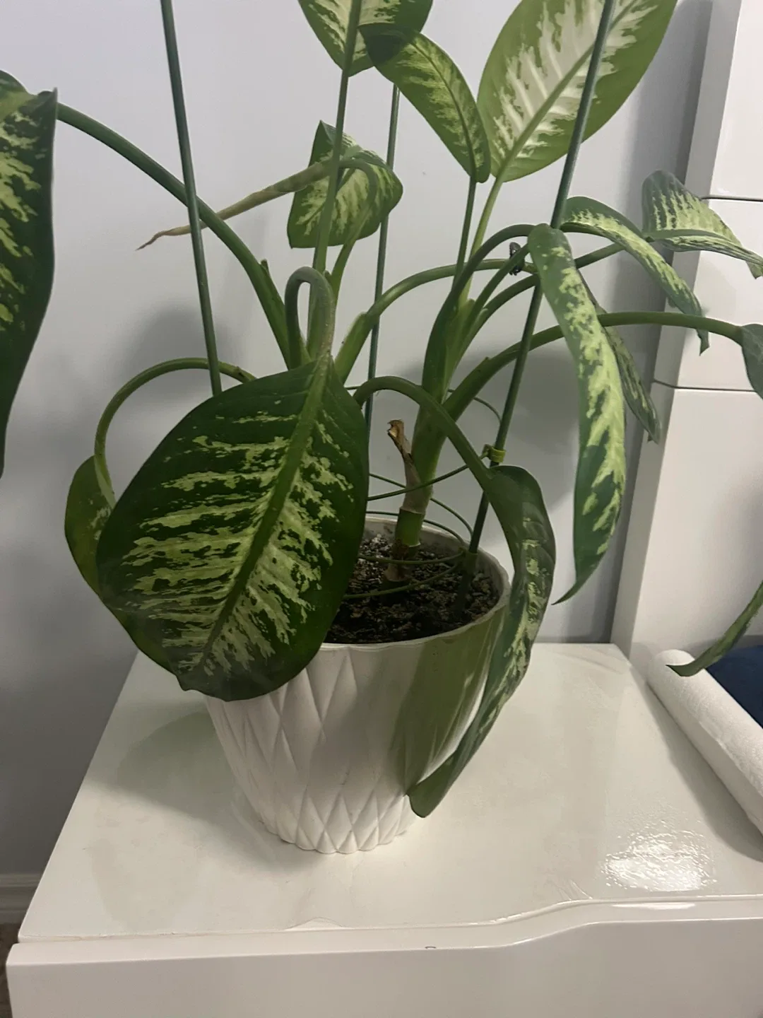 Dieffenbachia Plant in White Pot image indicator(3)
