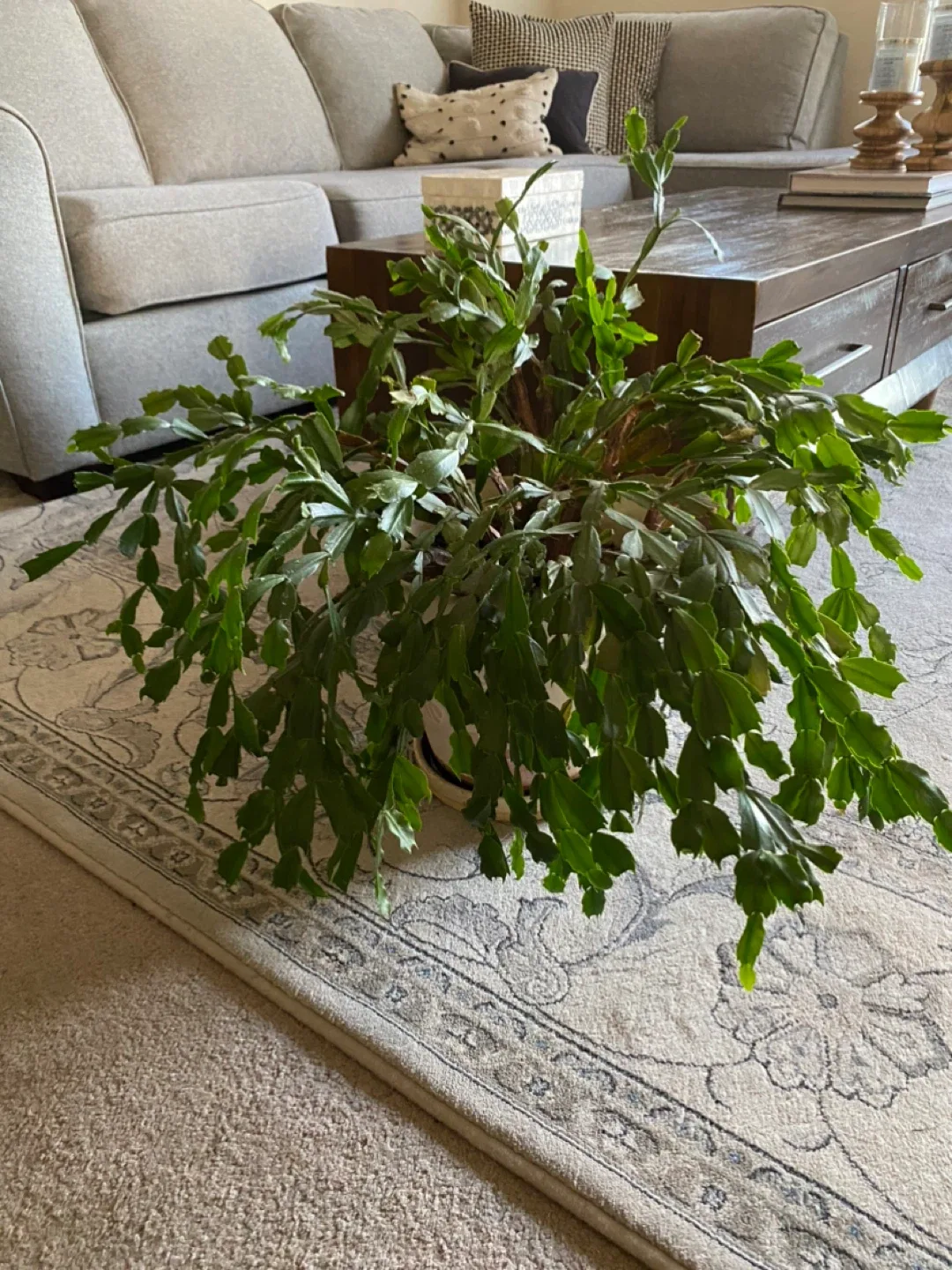 Christmas Cactus Plant