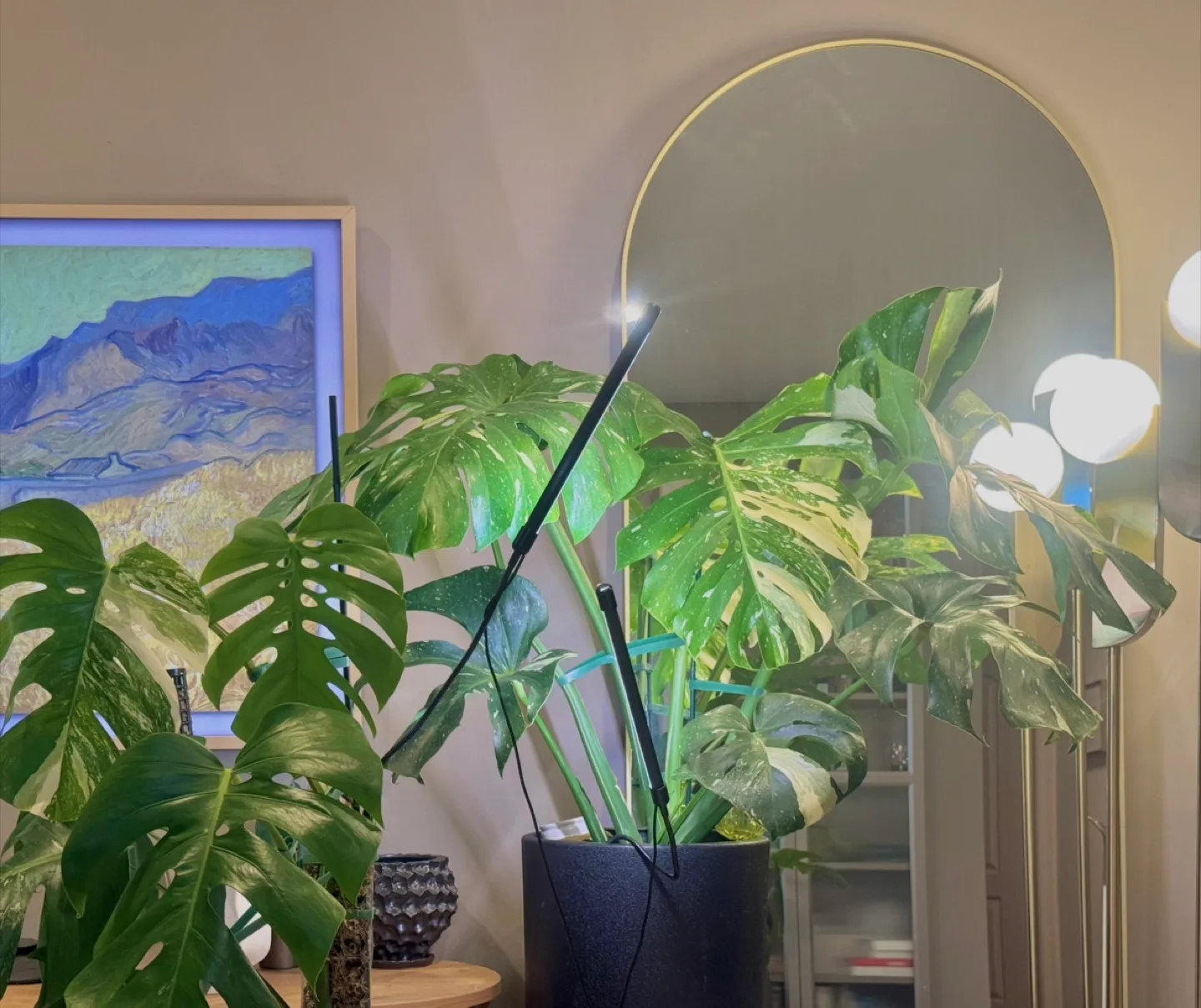 huge size Monstera Thai Constellation with planter thumbnail