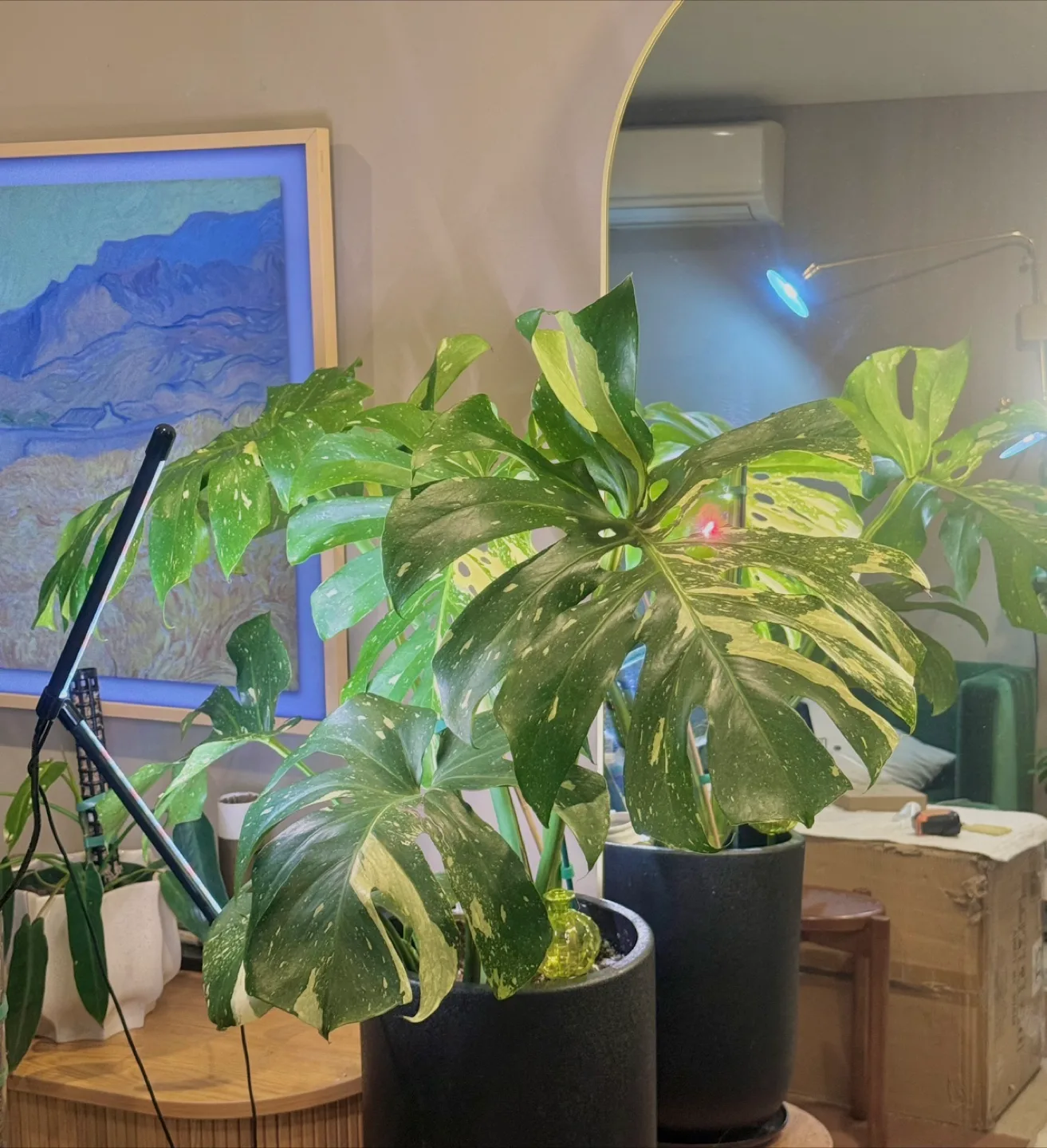 huge size Monstera Thai Constellation with planter image indicator(2)