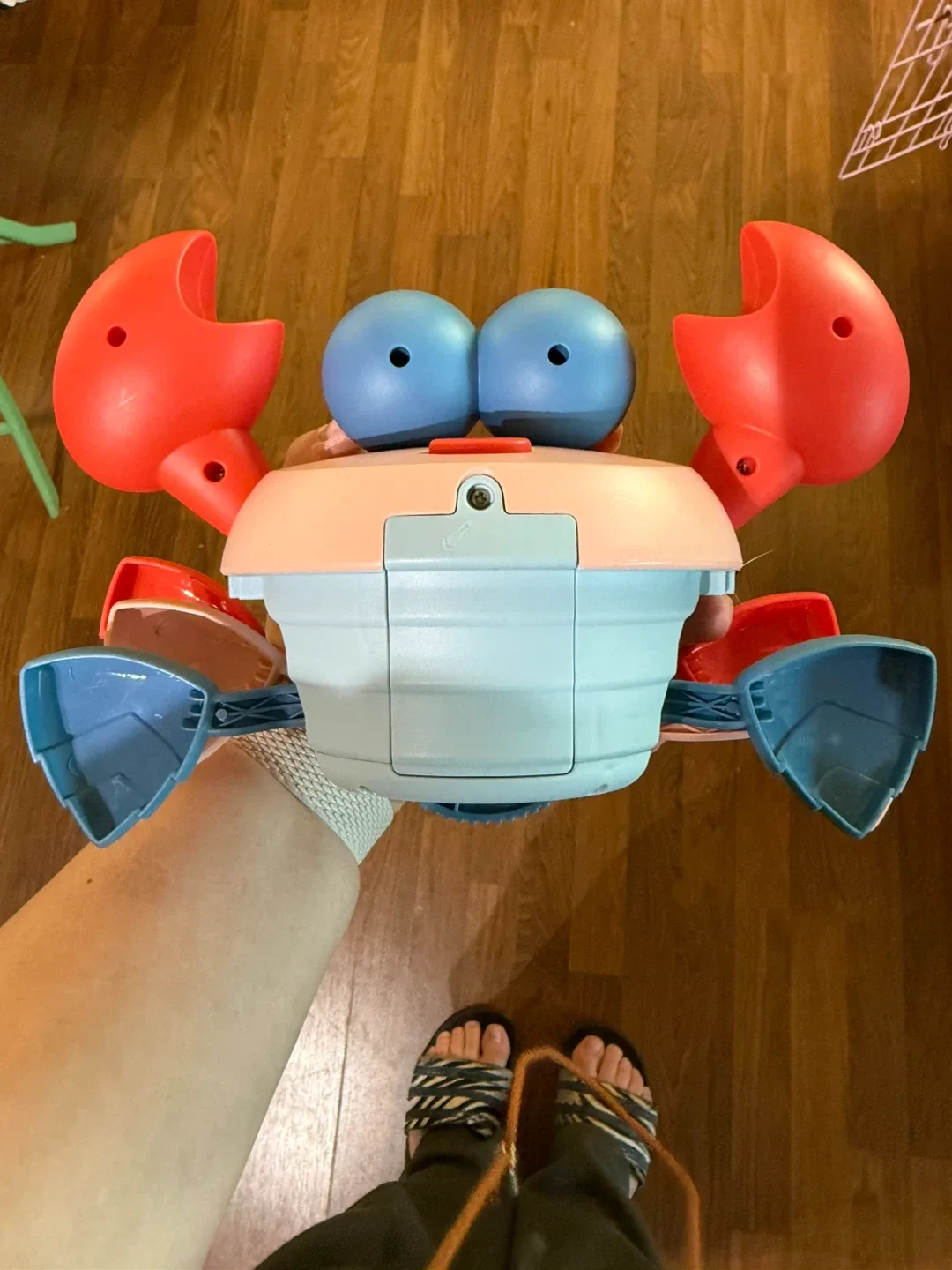 Hopscotch dancing crab image indicator(2)